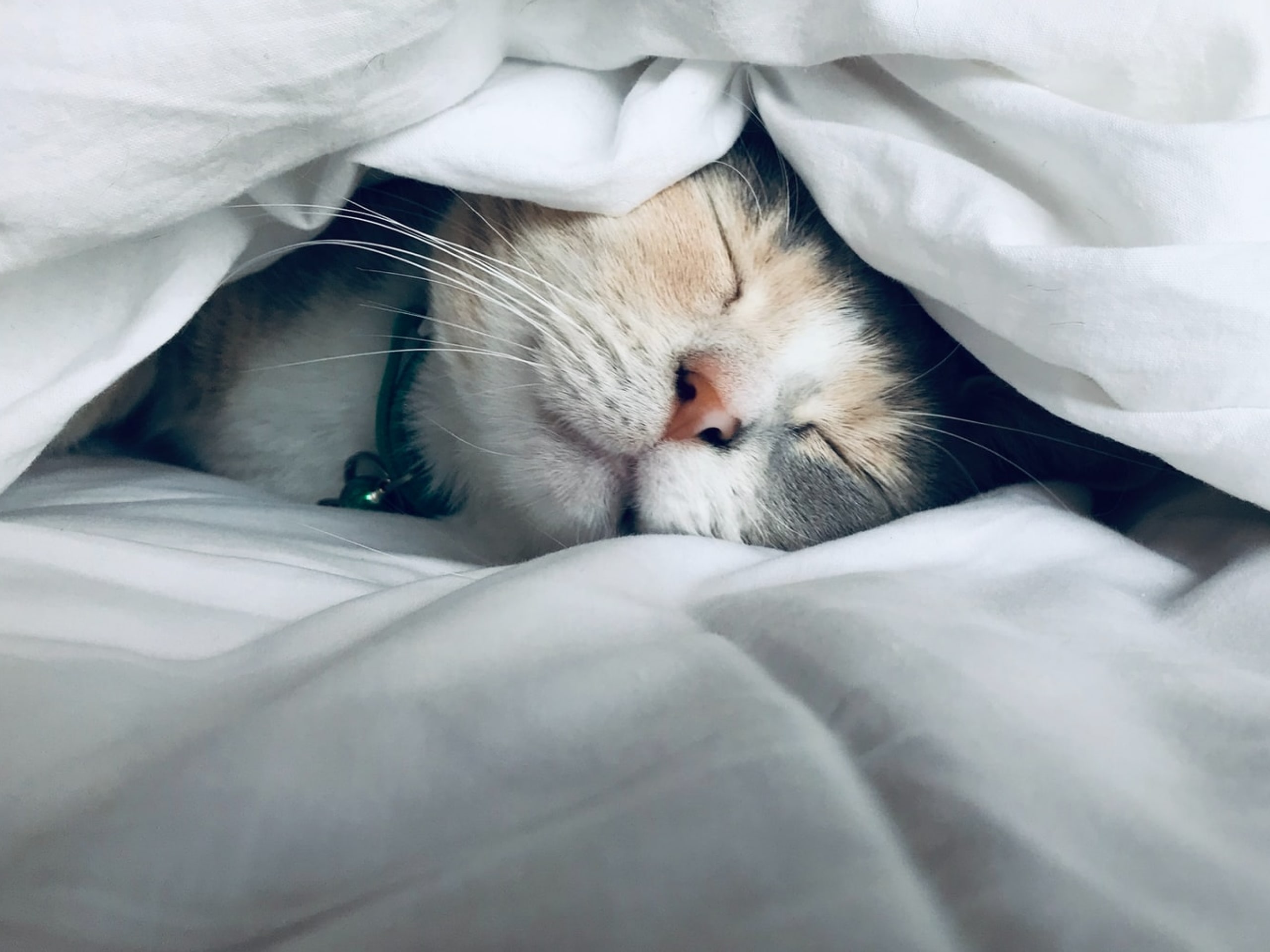Can cats get colds?